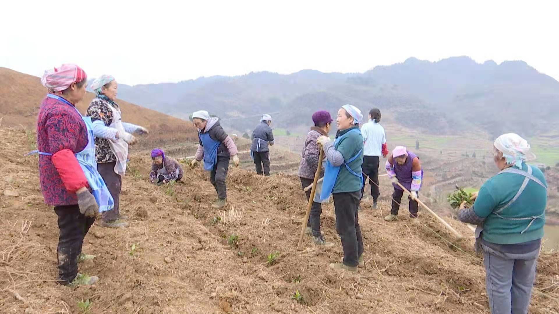 走进紫云县坝羊镇新山村茶园看到数十名村民正在栽种安吉白茶,一片