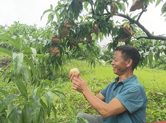 紫云小湾村： 红脆桃铺就农户致富“甜蜜路”
