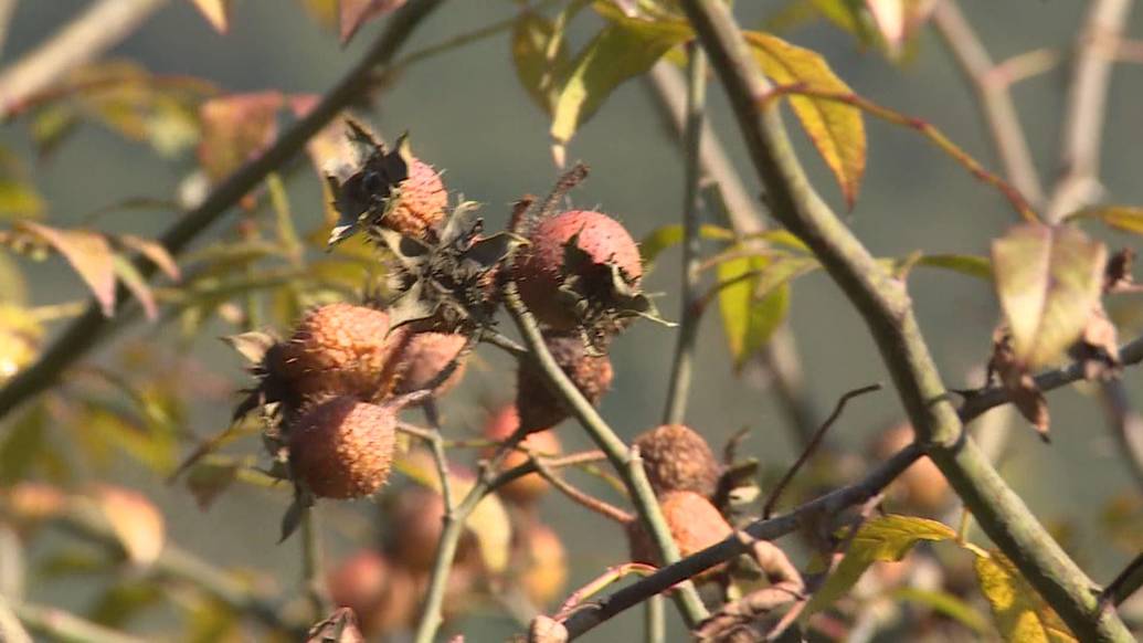 安顺金刺梨丰收深加工企业生产忙