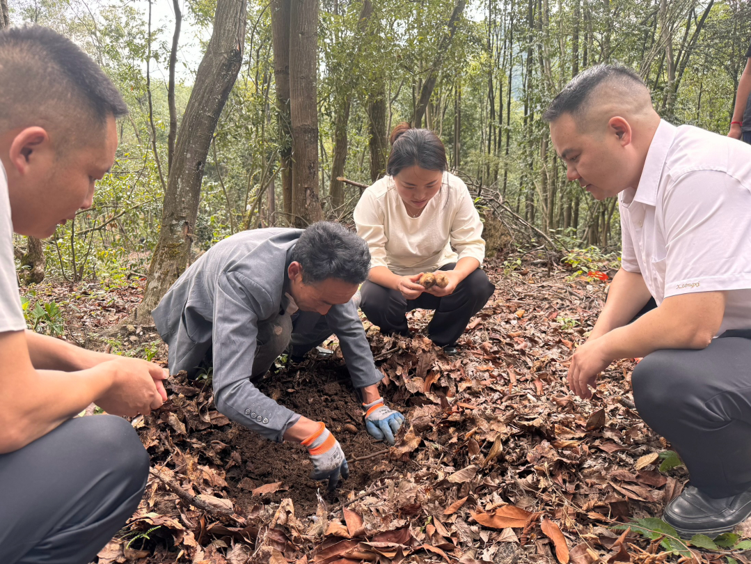 贵在地道，吴学菊在赫章县平山天麻种植基地实地采收食品生产原材料.jpg