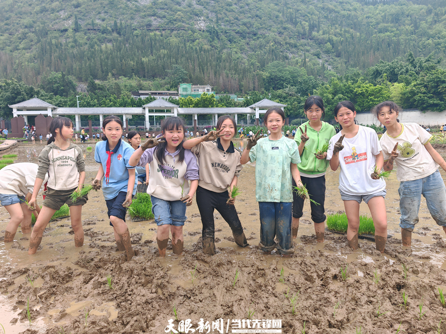 学生在“开心农场”栽种水稻（田字格实验学校供图）.jpg