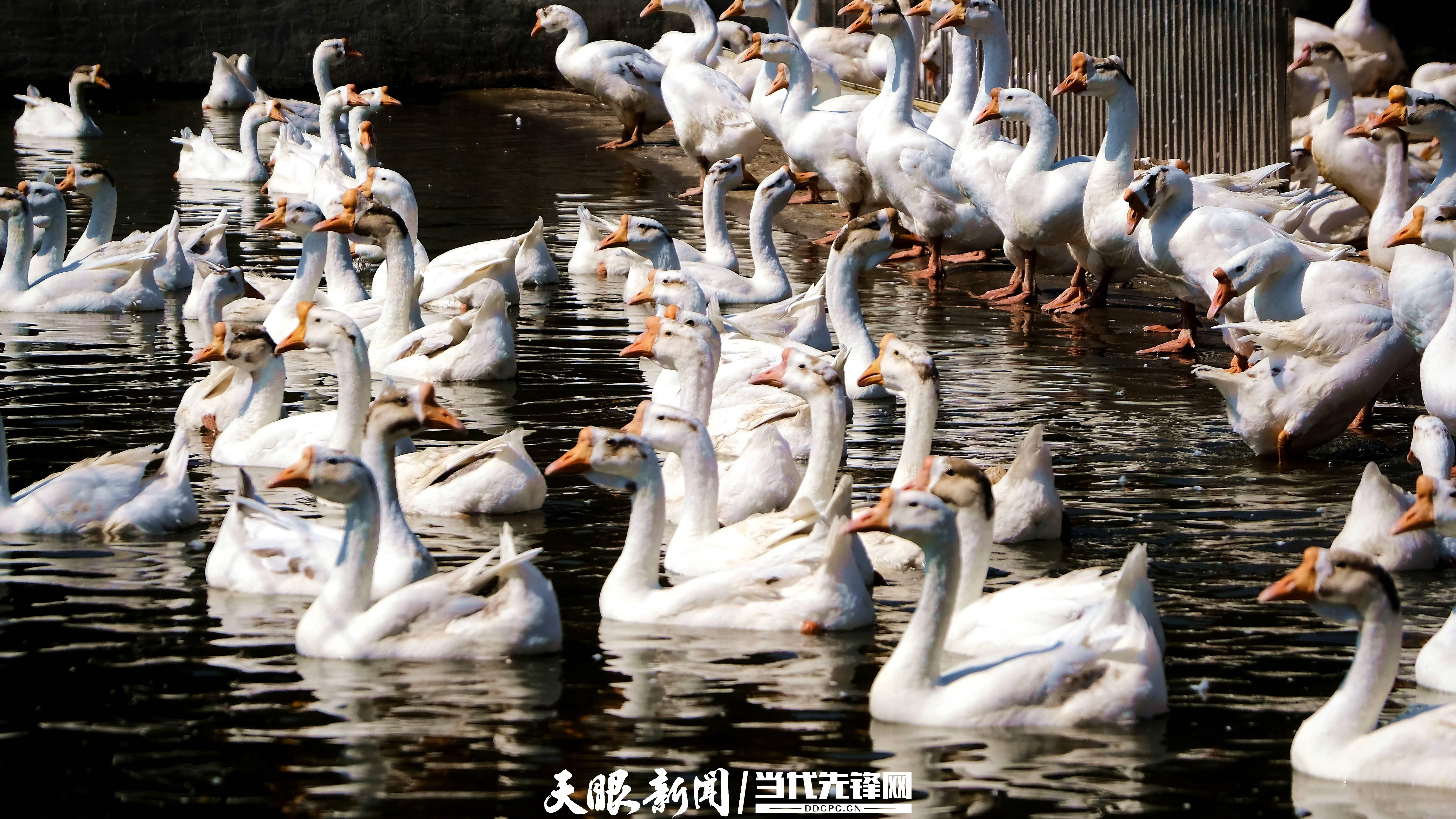 锦屏县铜鼓镇马台种鹅养殖基地里的大鹅正在水中戏水。吴运镇摄.JPG