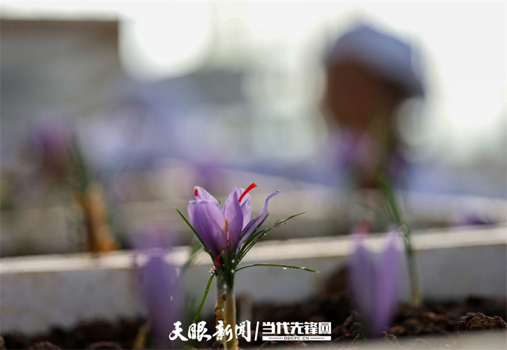 西红花花期在10月中旬至11月上旬，以每天9-11点开花最盛.jpg