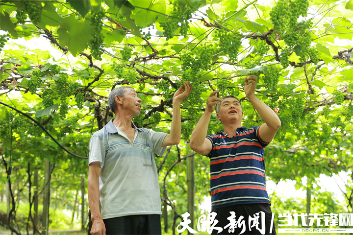 2.图为红花岗区海龙镇温泉村“土专家”指导葡萄管护和病害防治.JPG