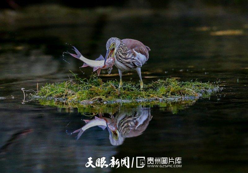 铜仁市万山区木杉河湿地公园拍摄的池鹭捕食的场景。伍卫东 摄.jpg