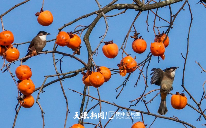 826779-2024年12月16日，在贵州省贵阳南明区永乐乡水塘村，小鸟飞翔在柿子旁。.jpg