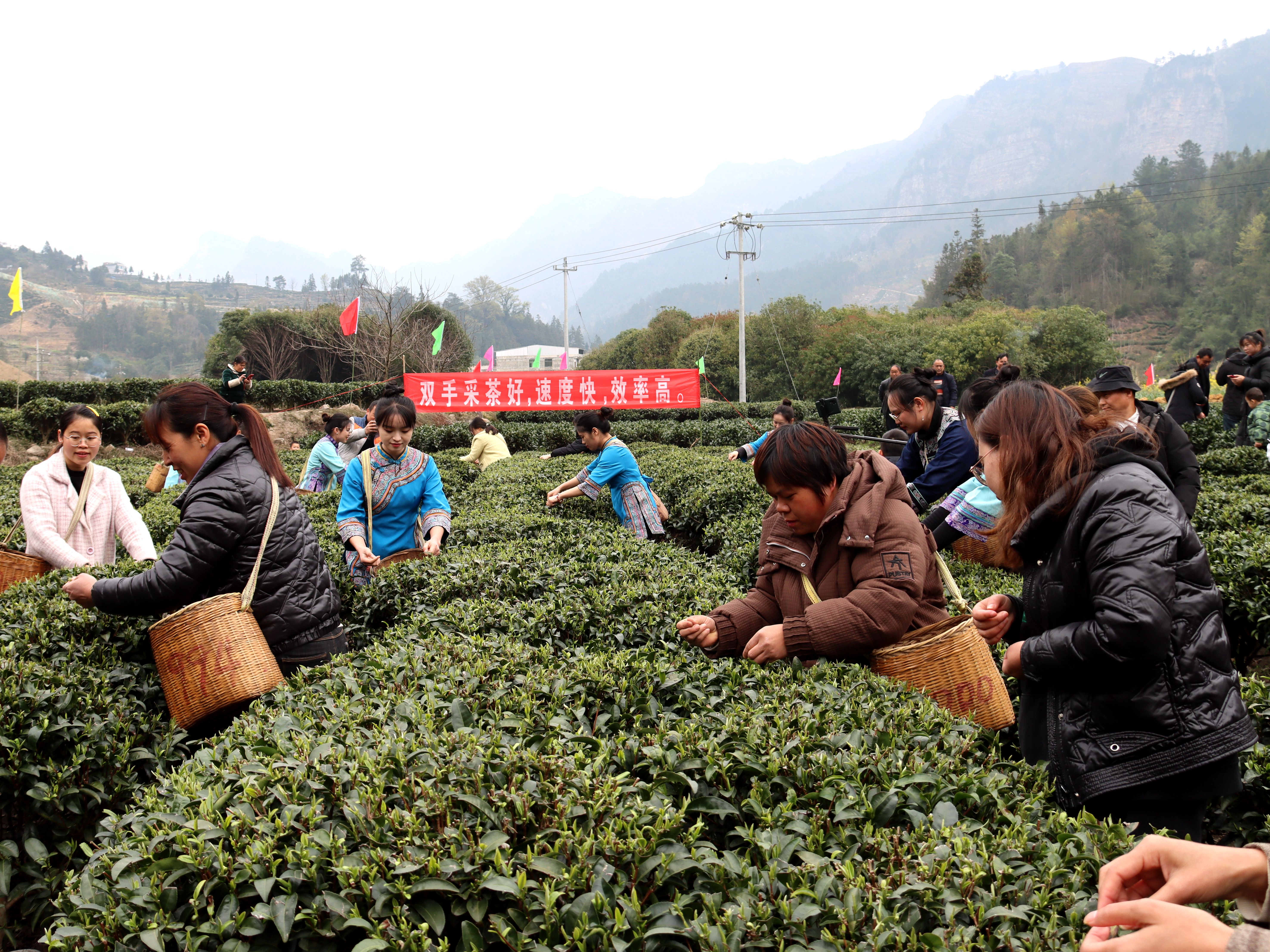 3月2日，三都春茶开采，茶园一下热闹起来。罗朝兵 摄 4).jpg