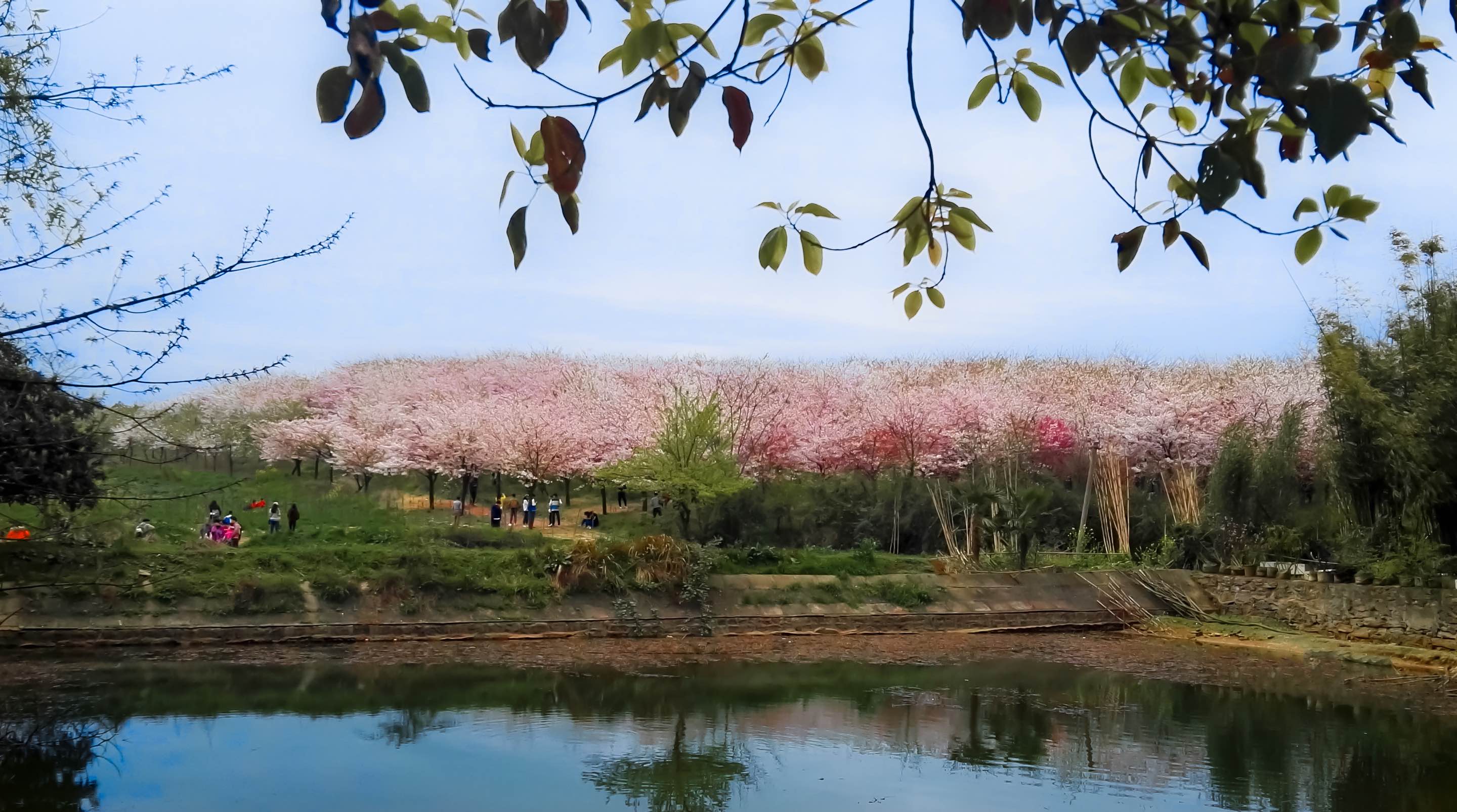 樱花园（范永宏摄）7.jpg