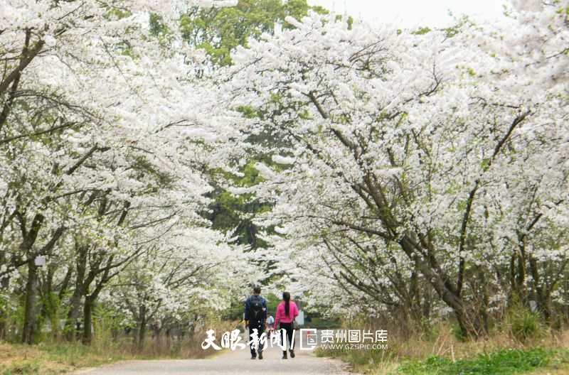 游客在贵阳贵安樱花园内观赏樱花。乔啟明 摄.jpg