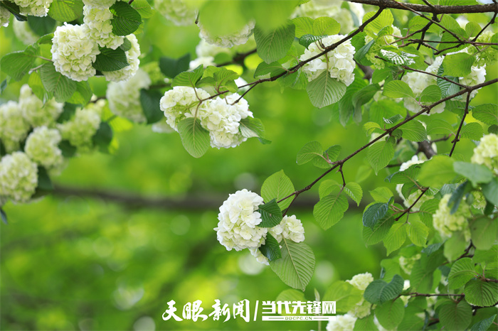 475953-2022年4月21日，在贵州梵净山国家级自然保护区拍摄的野花。.jpg