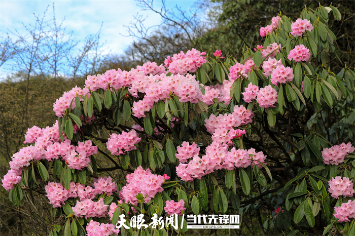 606887-2023年4月26日，在世界自然遗产地梵净山景区拍摄的杜鹃花。.jpg