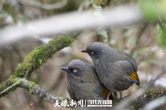 475945-2022年4月20日，在贵州梵净山国家级自然保护区拍摄的橙翅噪鹛。.jpg