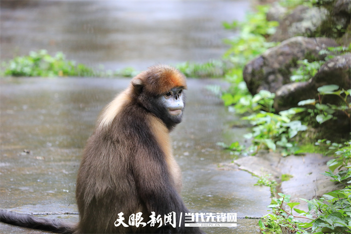 495112-2022年6月16日，在贵州梵净山国家级自然保护区野生动物救护中心拍摄的黔金丝猴。.jpg