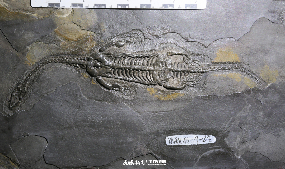 1.贵州龙-腹视 Xingyi UGGp_Keichousaurus -Ventral View_©Xingyi UNESCO Global Geopark.jpg.JPG