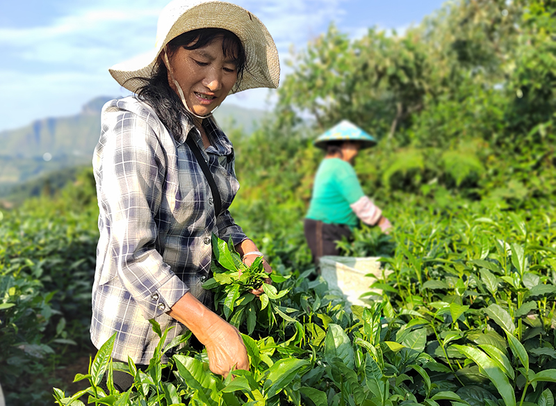 当地群众在普安县茶源街道联盟村茶山上采茶 (2).jpg