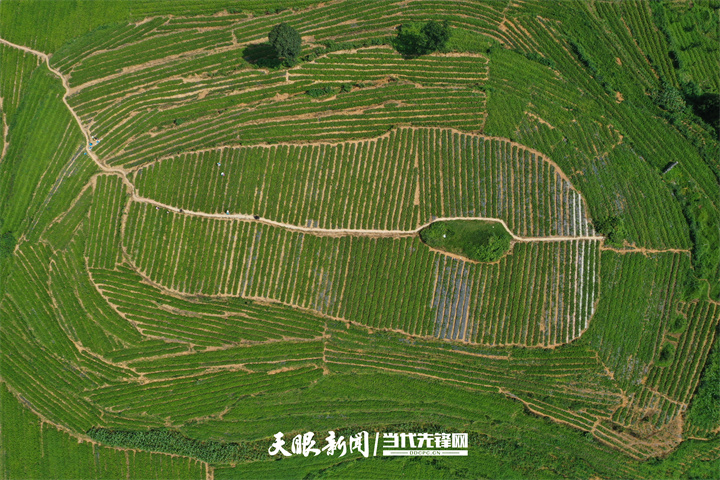 民革中央帮助建成纳雍县猪场乡刺梨育苗示范基地。.jpg