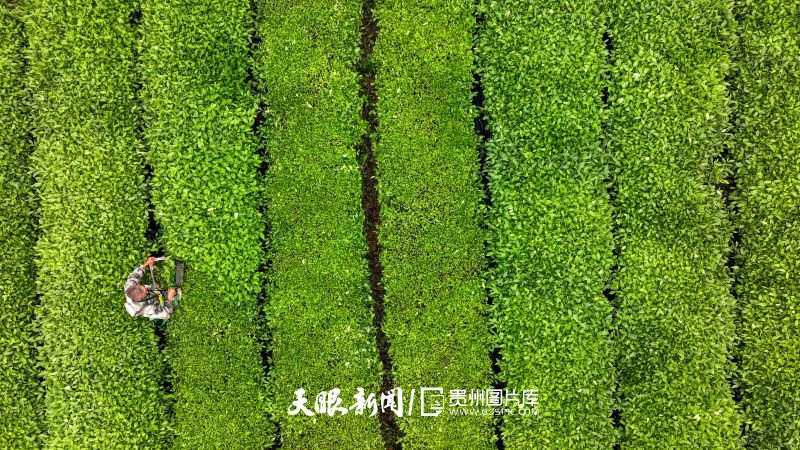 17476177048380.jpg 875535-2025年5月15日,村民在贵州省铜仁市江口县怒溪镇骆象村抹茶种植基地采割抹茶鲜叶。.jpg