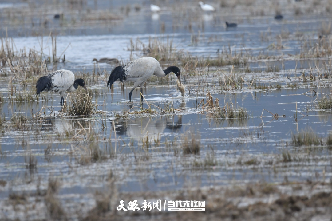 dD0xNzYyNDEwOTg3X3I9MjliNmQwZWRfdz0xMDgwX3E9MTAwX2U9anBlZw==.webp WechatIMG934.jpeg