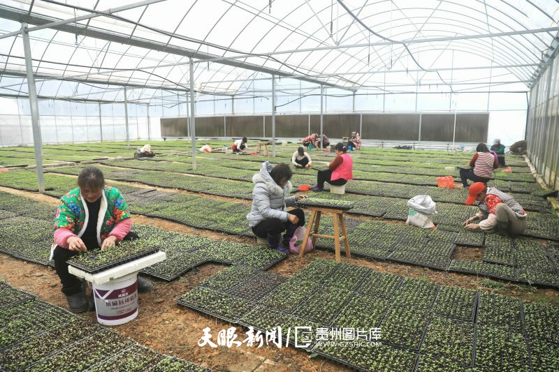 842973-2025年2月9日，在天柱县凤城大坝蔬菜基地大棚里，农户在管护芥菜幼苗。.jpg