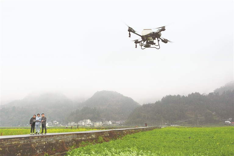 2 铜仁市碧江区瓦屋侗族乡司前大坝油菜种植基地，农技师操作无人机进行施肥作业。申逸恺 摄 （贵州图片库发）.jpg