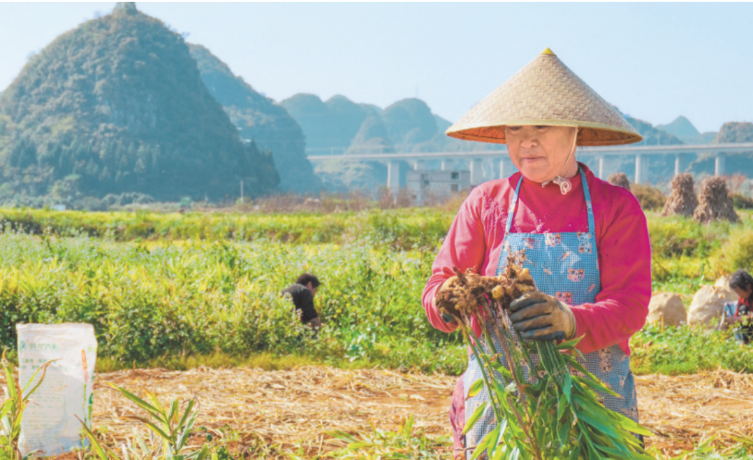 镇宁自治县丁旗街道办塘堡村的青冈坡上，人们正在采收黄姜。.png