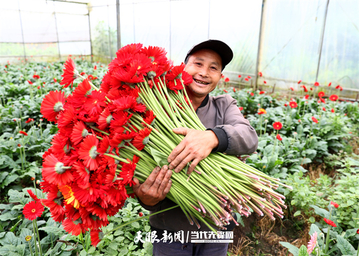 6月4日，农户们正在基地忙着采摘鲜花，基地里一派忙碌。贵州日报天眼新闻记者  王纯亮  摄 (2).jpg