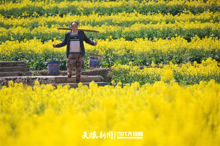 村民在贵州省黔西市洪水镇解放村的田间劳作。贵州日报天眼新闻记者  王纯亮  摄.jpg