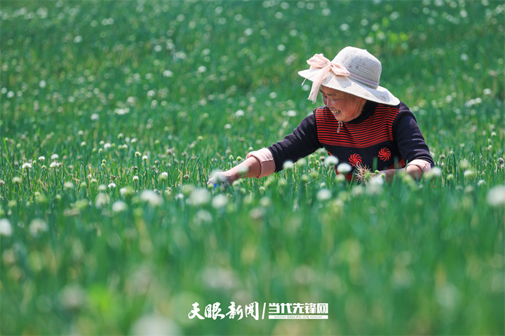 村民在贵州省毕节市七星关区碧海街道张家湾社区蔬菜基地采收香葱。 贵州日报天眼新闻记者   王纯亮  摄.jpg