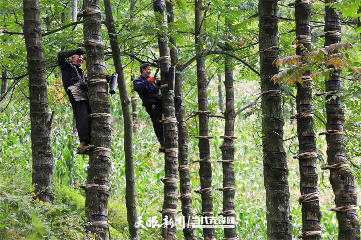 余忠鼎（左）和余忠平在贵州省毕节市燕子口镇大南山村割生漆。贵州日报天眼新闻记者  王纯亮  摄.jpg