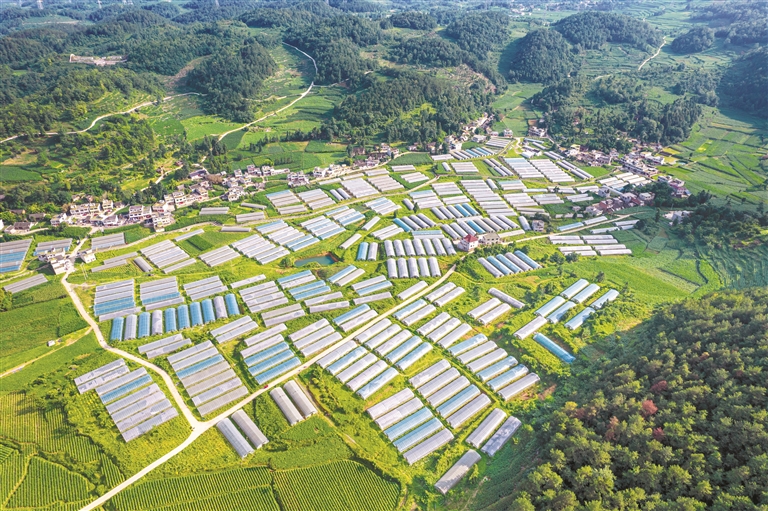 1 毕节市黔西市洪水镇长堰社区种植圣女果的400多个大棚。史开心 摄.jpg