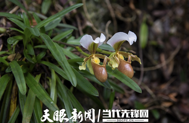 国家一级保护植物：小叶兜兰 （杨焱冰 摄）.jpg