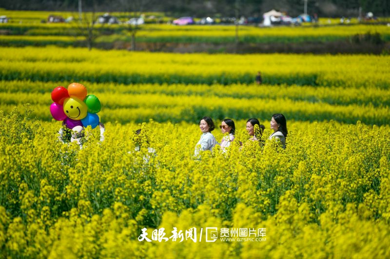 848701-3月1日，游客在贵州省黔西南布依族苗族自治州兴义市万峰林景区的油菜花海中拍照。.jpg