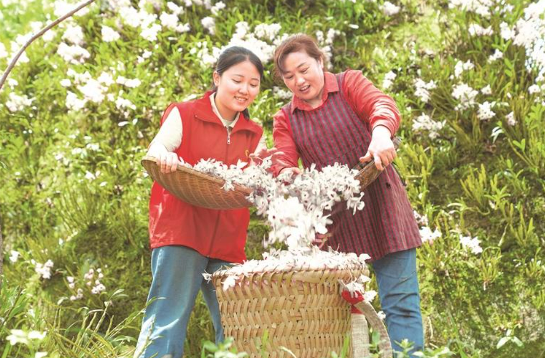 遵义市赤水市旺隆镇党员志愿者在红花村帮助农户采收金钗石斛花。张鹏 摄.png