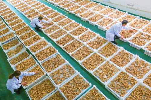在毕节市一家天麻企业厂房内，工人在摊晾天麻。王纯亮摄.jpg