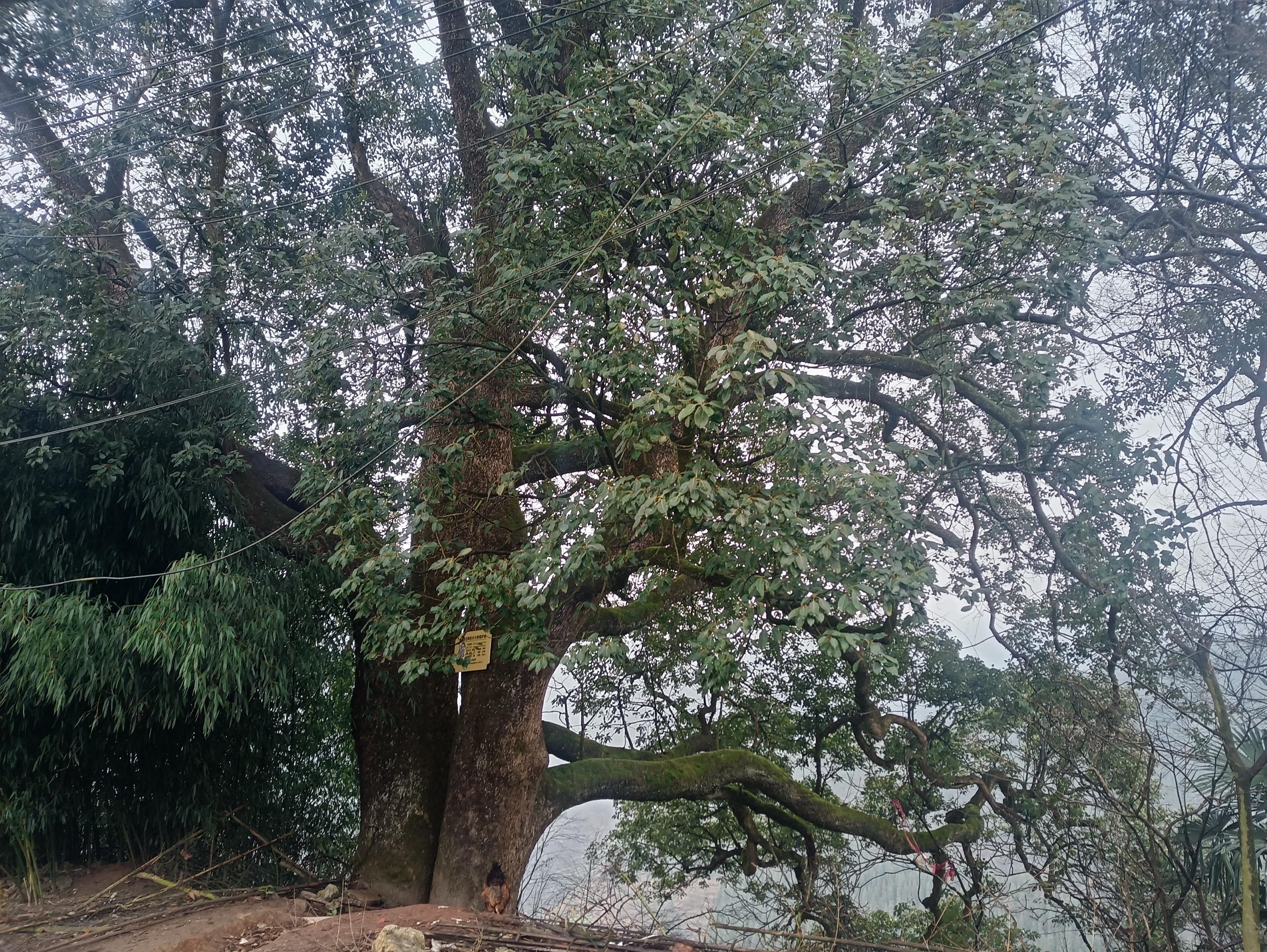 位于果倮座村陈家小岩约150年树龄的猴樟树.jpg