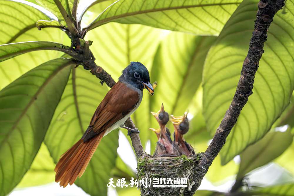 DSC03048-已增强-NR 拷贝.jpg