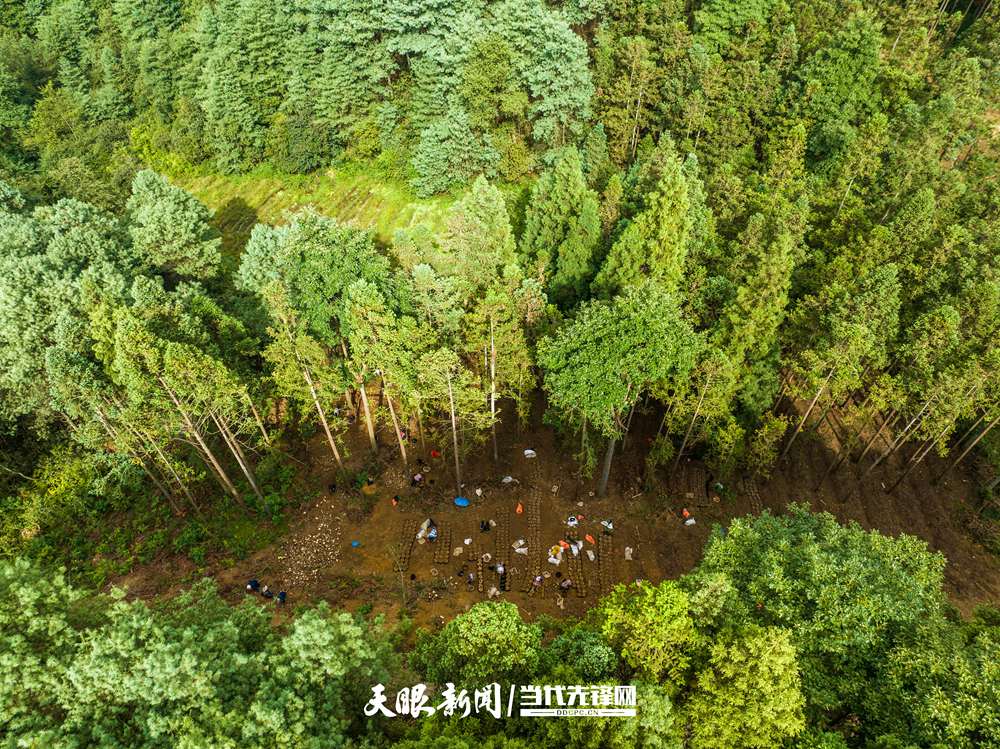 2024年9月9日，群众在贵州省毕节市七星关区拱拢坪国家级森林公园里的林下准备种植天麻的菌材。.jpg