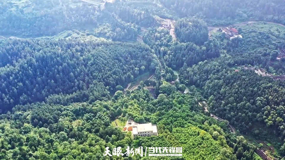 仲春时节的甘溪林场绿意盎然。贵定县融媒体中心供图.jpg