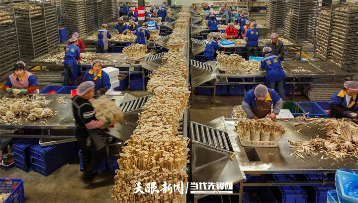 2月7日，铜仁市玉屏侗族自治县贵福菌业发展有限公司生产车间，工人在采收鹿茸菇。胡攀学 摄（贵州图片库发）.jpg