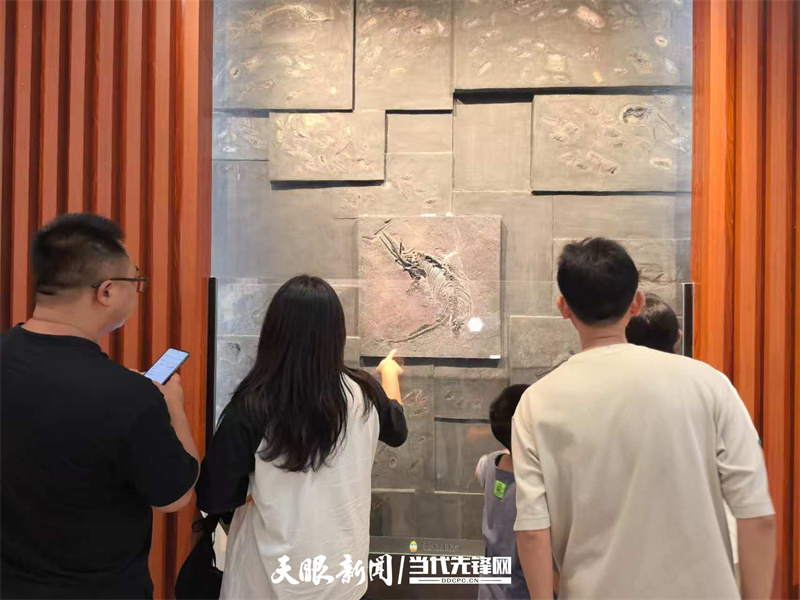 游客被丰富多样的化石展品吸引。.jpg