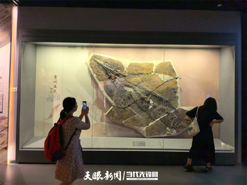 游客在贵州鱼龙化石前参观。.jpg