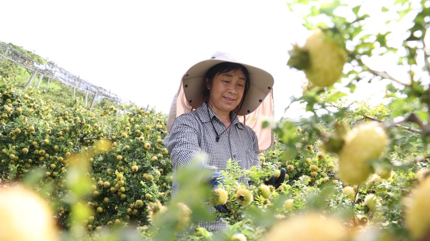 独山县友芝村刺梨喜获丰收。（独山融媒体中心供图）.jpg