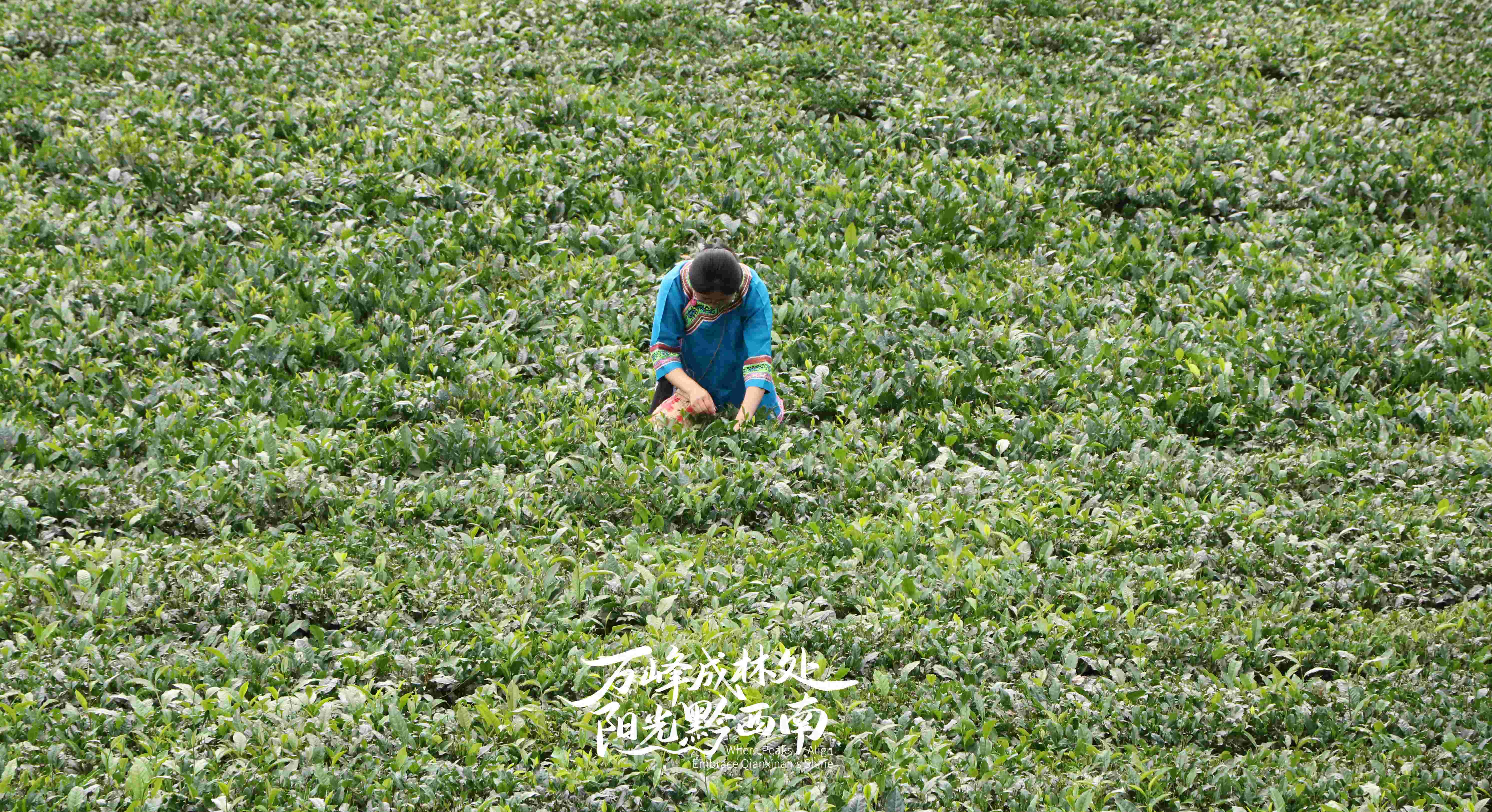 村民在采摘夏秋茶（图 段源兴）.JPG