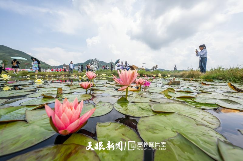 895647-2025年7月18日，在贵州省毕节市赫章县阿西里西大草原的星空营地景区里，游客在睡莲池旁观赏留影。(3).jpg