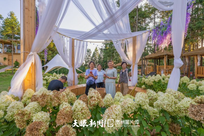 899527-7月31日，黎平县高屯街道桂花台茶场，游客在茶园里打卡、消费、留影、游玩。.jpg
