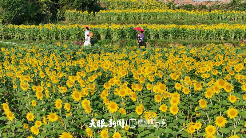 900213-8月3日，贵州省铜仁市松桃苗族自治县盘石镇当造村红石林景区，向日葵花格外美丽。.jpg