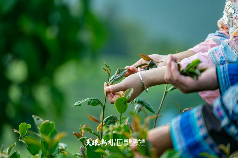 901174-2025年8月3日，贵州省黔西南布依族苗族自治州望谟县郊纳镇里乐紫茶山，盛夏中的茶园迎来采摘夏茶的最佳季节。(1).jpg