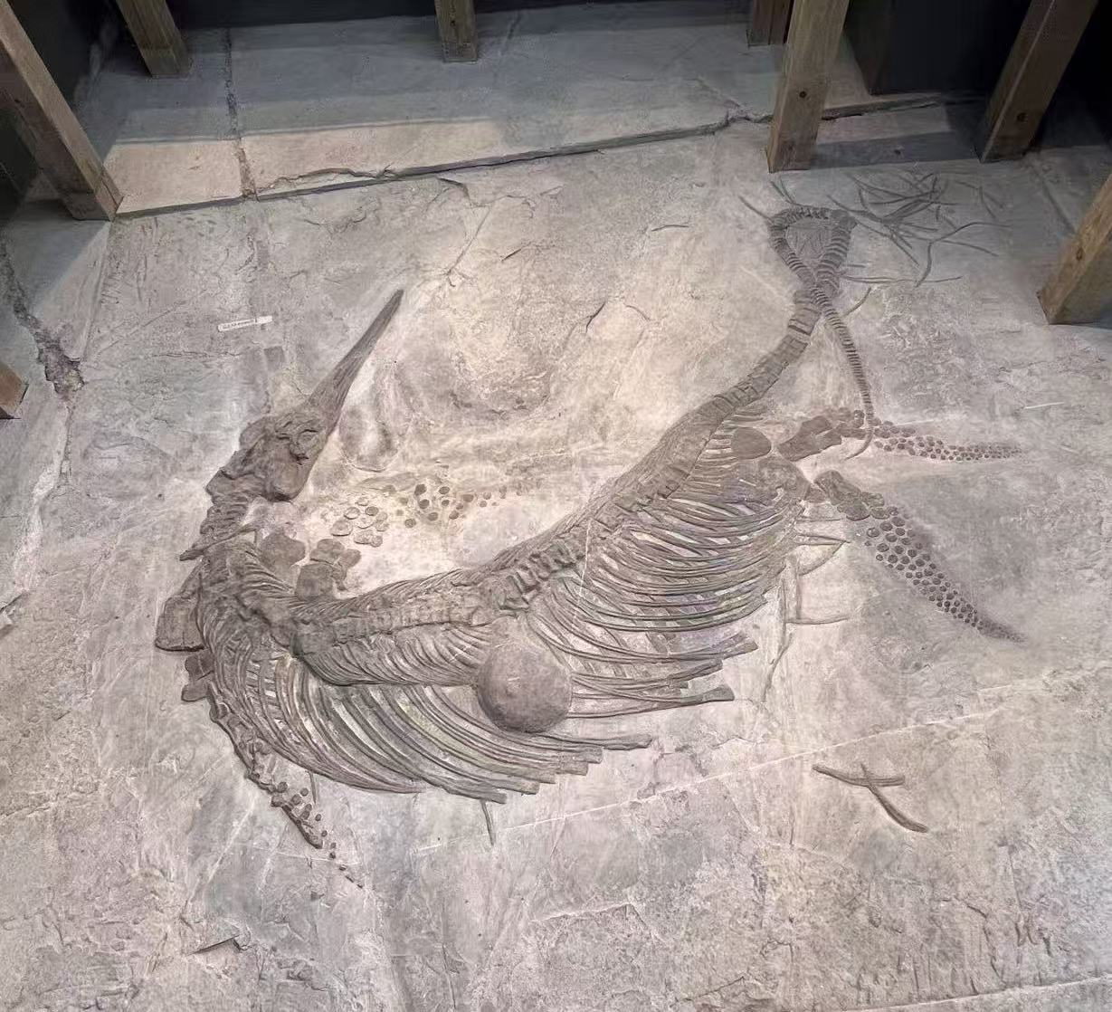 鱼龙化石1.jpg
