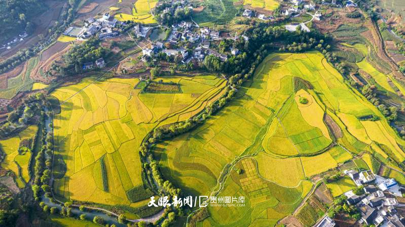 913444-2025年9月11日拍摄的贵州省黔西市洪水镇解放村丰收在即的稻谷（无人机照片）。.jpg
