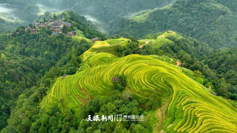 912258-2025年9月6日，在贵州省黔东南苗族侗族自治州榕江县计划乡阳开苗寨拍摄的梯田美如画卷（无人机照片）。(2).jpg